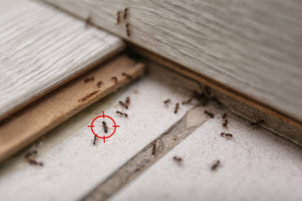 Professional Pest Control in La Mesa, CA