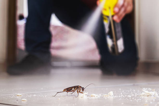 Best Wasp Removal Services  in La Mesa, CA
