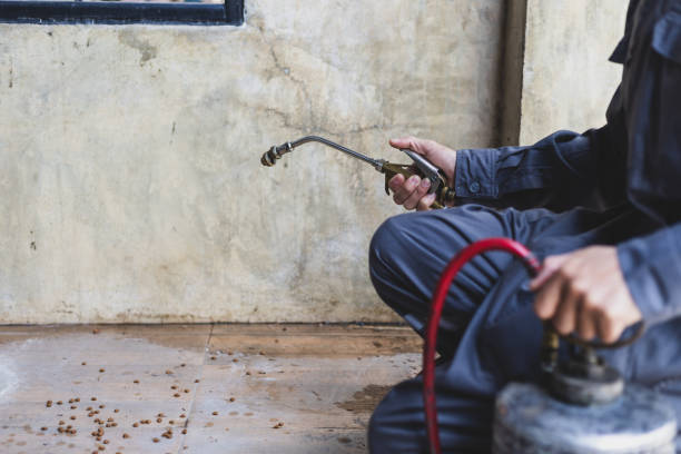 Best Rat Extermination Near Me  in La Mesa, CA